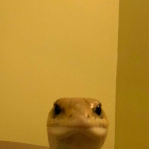 Meet your Posher, Lucy